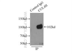 CUL4B Rabbit anti-Human, Mouse, Polyclonal, Proteintech:Antibodies:Primary