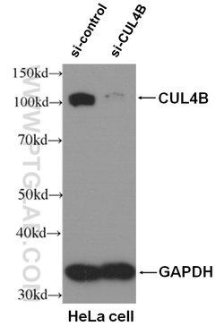 CUL4B Rabbit anti-Human, Mouse, Polyclonal, Proteintech:Antibodies:Primary
