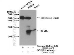 NME5 Rabbit anti-Human, Mouse, Rat, Polyclonal, Proteintech:Antibodies:Primary