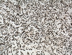 ASF/SF2 Rabbit anti-Human, Mouse, Rat, Polyclonal, Proteintech:Antibodies:Primary