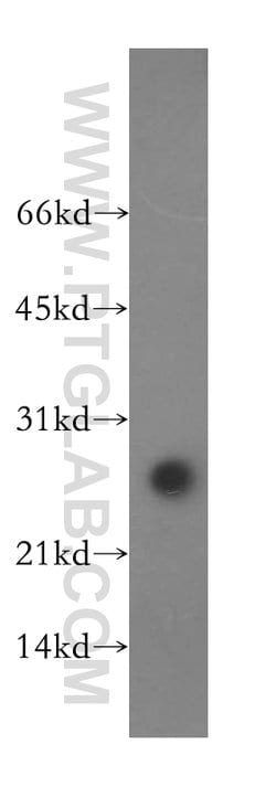 ASF/SF2 Rabbit anti-Human, Mouse, Rat, Polyclonal, Proteintech:Antibodies:Primary