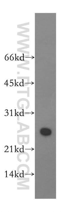 ASF/SF2 Rabbit anti-Human, Mouse, Rat, Polyclonal, Proteintech:Antibodies:Primary