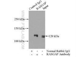 RASGAP Rabbit anti-Human, Mouse, Rat, Polyclonal, Proteintech:Antibodies:Primary