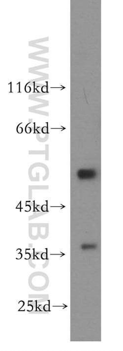 IFRD1 Rabbit anti-Human, Mouse, Rat, Polyclonal, Proteintech:Antibodies:Primary