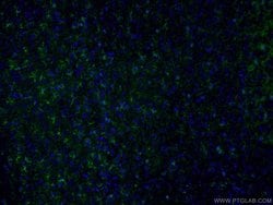 CLASP2 Rabbit anti-Human, Mouse, Polyclonal, Proteintech 150 &mu;L; Unconjugated:Antibodies,