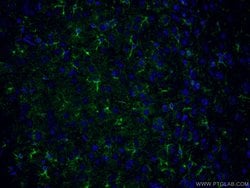 CLASP2 Rabbit anti-Human, Mouse, Polyclonal, Proteintech 150 &mu;L; Unconjugated:Antibodies,