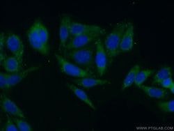 CLASP2 Rabbit anti-Human, Mouse, Polyclonal, Proteintech 150 &mu;L; Unconjugated:Antibodies,
