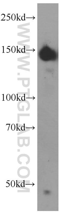 CLASP2 Rabbit anti-Human, Mouse, Polyclonal, Proteintech 150 &mu;L; Unconjugated:Antibodies,