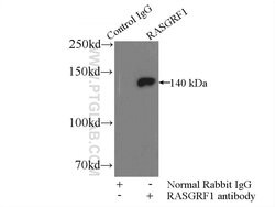 RASGRF1 Rabbit anti-Human, Mouse, Rat, Polyclonal, Proteintech 150 &mu;L;