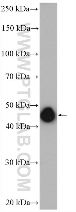 PPM1A Rabbit anti-Human, Mouse, Rat, Polyclonal, Proteintech 150 &mu;L;