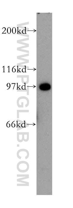 CDC5L Rabbit anti-Human, Mouse, Rat, Polyclonal, Proteintech:Antibodies:Primary