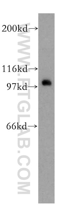 CDC5L Rabbit anti-Human, Mouse, Rat, Polyclonal, Proteintech:Antibodies:Primary
