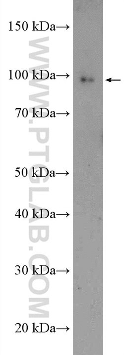 CDC5L Rabbit anti-Human, Mouse, Rat, Polyclonal, Proteintech:Antibodies:Primary