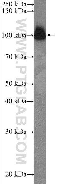 CDC5L Rabbit anti-Human, Mouse, Rat, Polyclonal, Proteintech:Antibodies:Primary