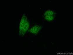 CDC5L Rabbit anti-Human, Mouse, Rat, Polyclonal, Proteintech:Antibodies:Primary