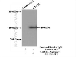 CDC5L Rabbit anti-Human, Mouse, Rat, Polyclonal, Proteintech:Antibodies:Primary