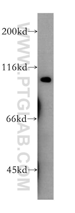 CDC5L Rabbit anti-Human, Mouse, Rat, Polyclonal, Proteintech:Antibodies:Primary