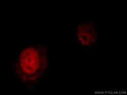 NFYA Rabbit anti-Human, Mouse, Rat, Polyclonal, Proteintech 150 &mu;L;