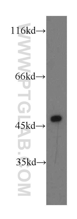 NFYA Rabbit anti-Human, Mouse, Rat, Polyclonal, Proteintech 150 &mu;L;