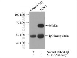 MPP7 Rabbit anti-Human, Mouse, Rat, Polyclonal, Proteintech 150 &mu;L;
