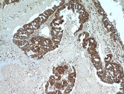 PGRMC1 Rabbit anti-Human, Mouse, Rat, Polyclonal, Proteintech:Antibodies:Primary