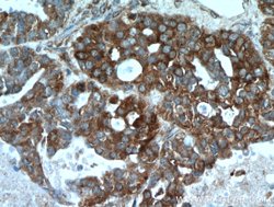 PGRMC1 Rabbit anti-Human, Mouse, Rat, Polyclonal, Proteintech:Antibodies:Primary