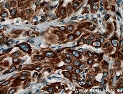 PGRMC1 Rabbit anti-Human, Mouse, Rat, Polyclonal, Proteintech:Antibodies:Primary
