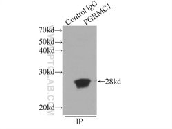 PGRMC1 Rabbit anti-Human, Mouse, Rat, Polyclonal, Proteintech:Antibodies:Primary