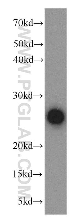 PGRMC1 Rabbit anti-Human, Mouse, Rat, Polyclonal, Proteintech:Antibodies:Primary