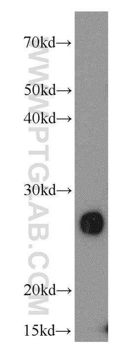 PGRMC1 Rabbit anti-Human, Mouse, Rat, Polyclonal, Proteintech:Antibodies:Primary