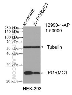 PGRMC1 Rabbit anti-Human, Mouse, Rat, Polyclonal, Proteintech:Antibodies:Primary
