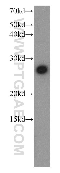 PGRMC1 Rabbit anti-Human, Mouse, Rat, Polyclonal, Proteintech:Antibodies:Primary