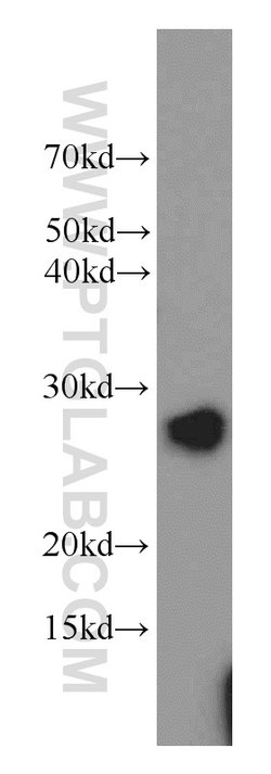 PGRMC1 Rabbit anti-Human, Mouse, Rat, Polyclonal, Proteintech:Antibodies:Primary