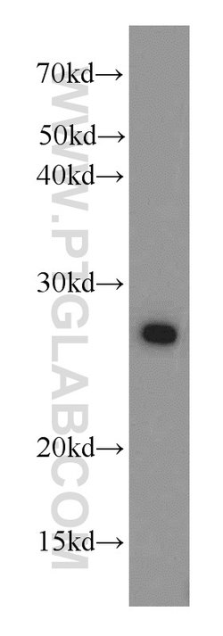 PGRMC1 Rabbit anti-Human, Mouse, Rat, Polyclonal, Proteintech:Antibodies:Primary