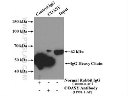 COASY Rabbit anti-Human, Mouse, Rat, Polyclonal, Proteintech 150 &mu;L;