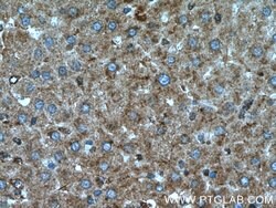 SIRT7 Rabbit anti-Human, Mouse, Rat, Polyclonal, Proteintech 150 &mu;L;
