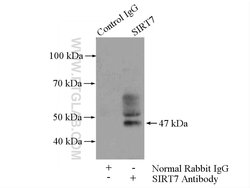 SIRT7 Rabbit anti-Human, Mouse, Rat, Polyclonal, Proteintech 150 &mu;L;