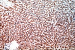 NEU4 Rabbit anti-Human, Polyclonal, Proteintech 150 &mu;L; Unconjugated:Antibodies,