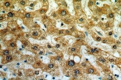 NEU4 Rabbit anti-Human, Polyclonal, Proteintech 150 &mu;L; Unconjugated:Antibodies,