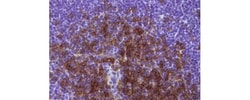 CD8a Monoclonal Antibody (4SM15), Biotin, eBioscience , Invitrogen:Antibodies:Primary