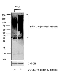 Invitrogen Ubiquitin Monoclonal Antibody (Ubi-1) 100 &mu;g; Unconjugated:Antibodies,