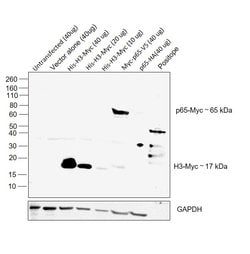 Invitrogen c-Myc Monoclonal Antibody (9E10) 200 &mu;g; Unconjugated:Antibodies,