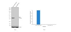 Invitrogen MEK1 Monoclonal Antibody (3D9) 100 &mu;g; Unconjugated:Antibodies,