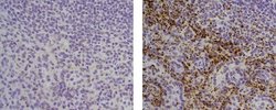 Rat anti-Mouse IgG (H+L) Secondary Antibody, Biotin, eBioscience , Invitrogen
