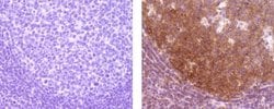 Rat anti-Mouse IgG (H+L) Secondary Antibody, Biotin, eBioscience , Invitrogen