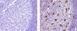 Rat anti-Mouse IgG (H+L) Secondary Antibody, Biotin, eBioscience , Invitrogen