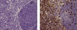 Rat anti-Mouse IgG (H+L) Secondary Antibody, Biotin, eBioscience , Invitrogen