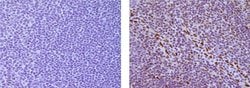 Rat anti-Mouse IgG (H+L) Secondary Antibody, Biotin, eBioscience , Invitrogen