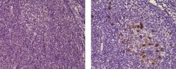 Rat anti-Mouse IgG (H+L) Secondary Antibody, Biotin, eBioscience , Invitrogen