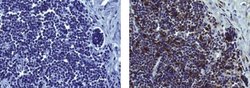 Rat anti-Mouse IgG (H+L) Secondary Antibody, Biotin, eBioscience , Invitrogen